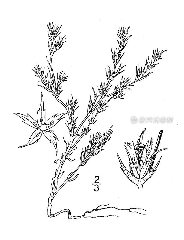 古植物学植物插图:德克萨斯Loeflingia Texana，德克萨斯Loeflingia